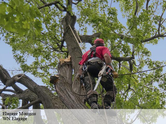 Entreprise d'Elagage d'arbre à Mougins (06)