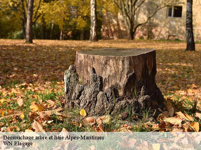 Dessouchage arbre et haie   WN Elagage