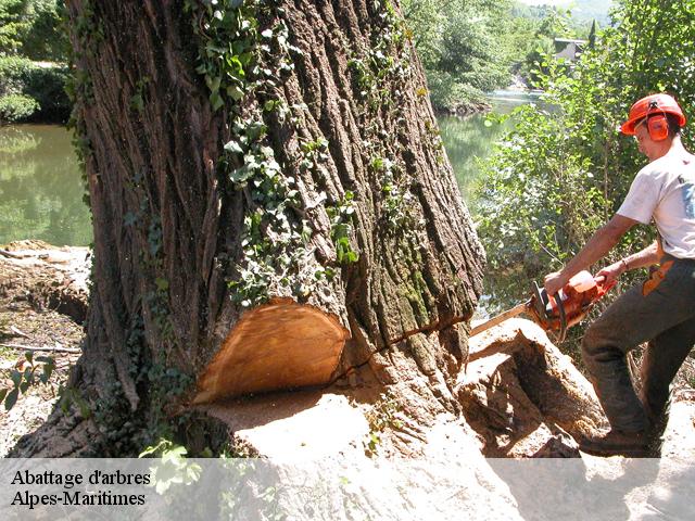 Abattage d'arbres  